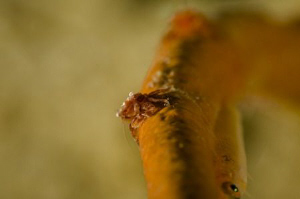 taken with macro 100 mm by Miro Polensek 